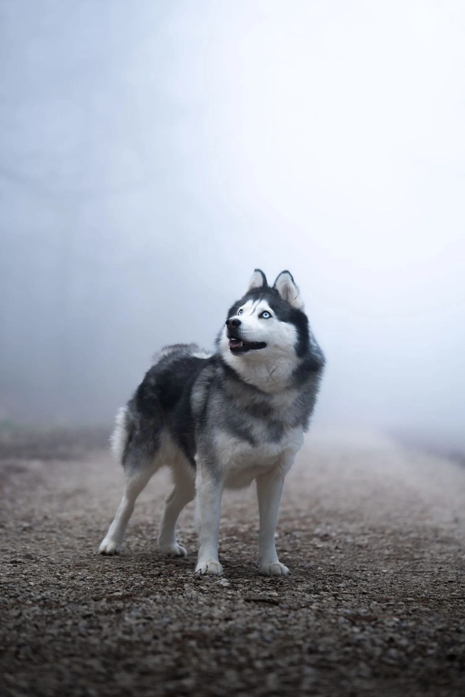 Husky sibérien debout sur un chemin de gravier dans la brume