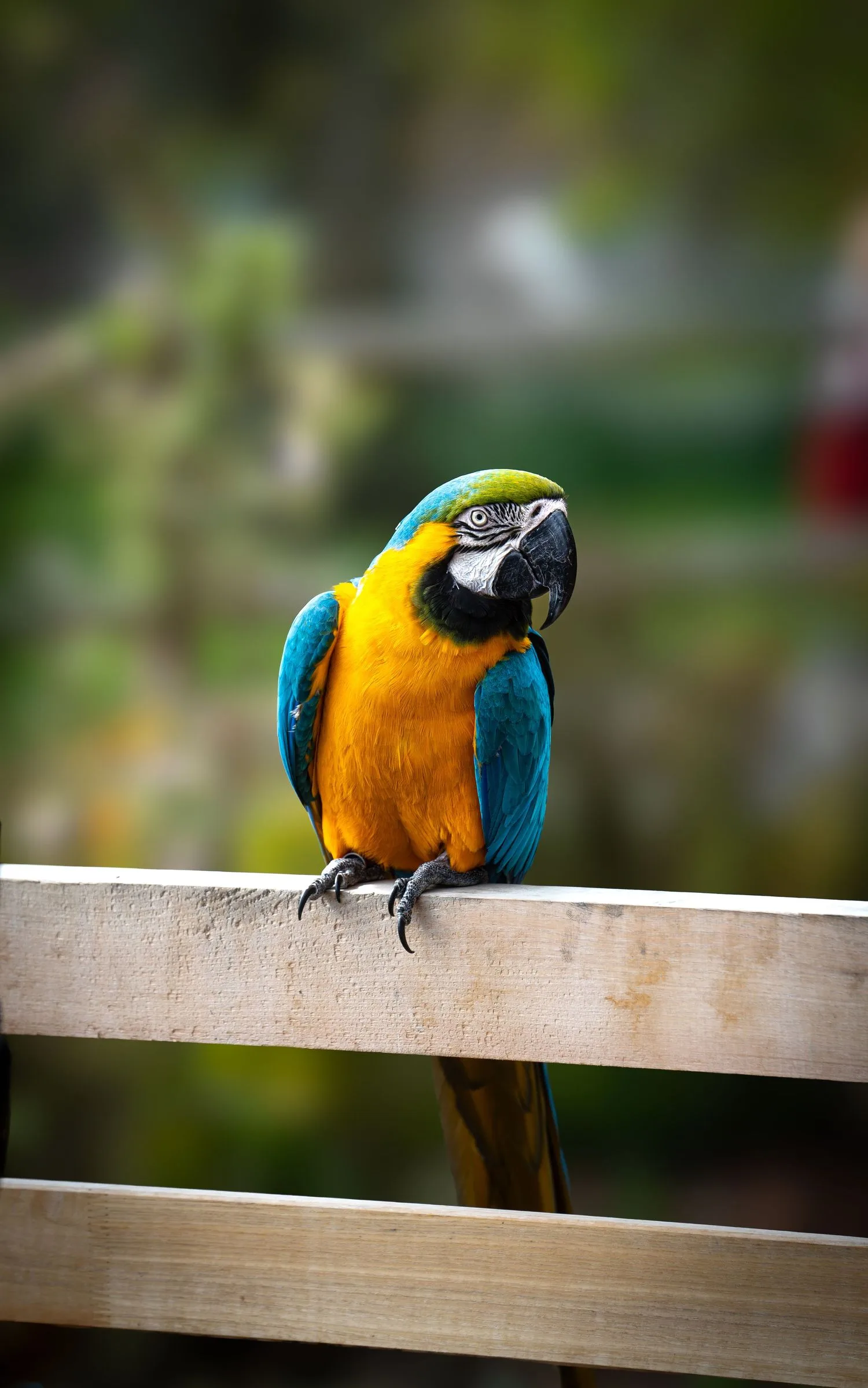 Un ara bleu et jaune perché sur une barrière en bois